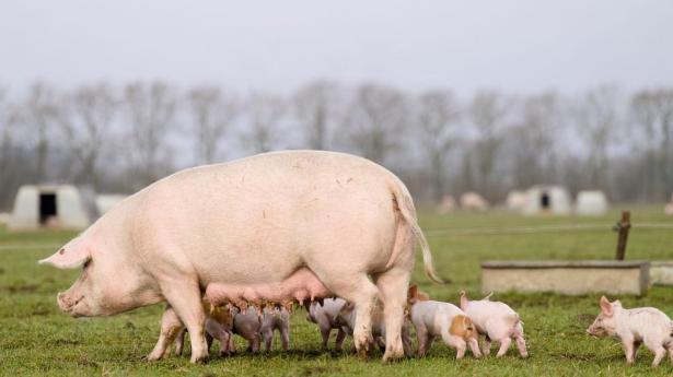 “Svinevalgets” naturlige forlængelse er en grillpølse