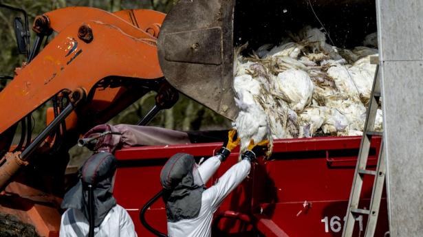 Titusinder og atter titusinder af fugle er siden 1. oktober aflivet på grund af fugleinfluenza. Her er Fødevarestyrelsen og Beredskabskorpset i gang på en nordjysk kalkunfarm tidligere i år.