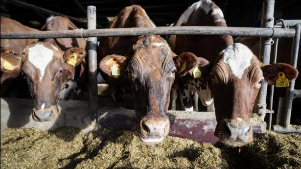 Det blev i 2025 lovpligtigt at reducere malkekøers udledning af metan - enten ved hjælp af Bovaer eller fedt i foderet. Nu fortæller Politiken om landmænd, der snyder med kompensationen til det omdiskuterede foderstof.