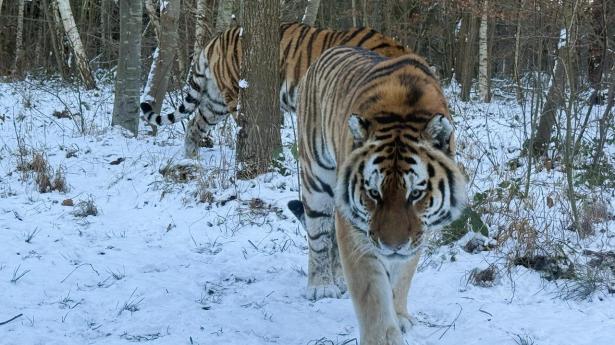 Alene i vildmarken på Lolland