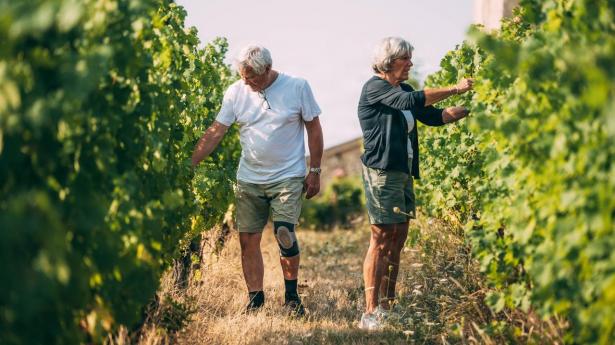 Ægtepar dyrker vin ved Bordeaux: Nu må forretningen nytænkes