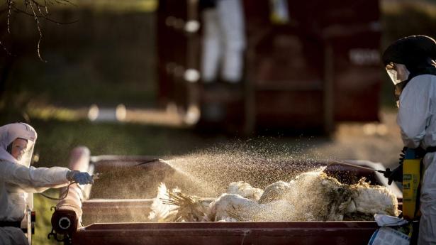 Foto fra tidligere udbrud af fugleinfluenza på kalkunfarm. Fødevarestyrelsen og Beredskabsstyrelsen afliver og kører tusinder af kalkuner til destruktion.