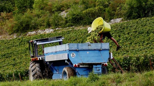 Champagnen styrtdykker efter ekstrem varme