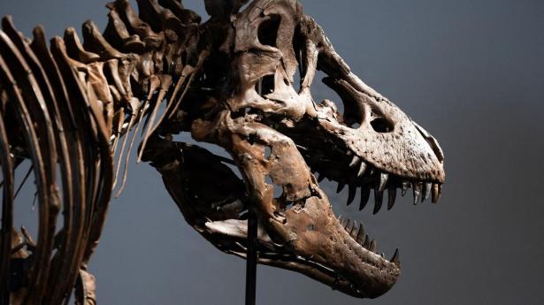 Velbevaret dinosaurfossil solgt for 327 mio. kr. på auktion