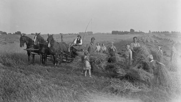 Landbrugsliv i Danmark omkring 1920. Arkivfoto: Ritzau/Scanpix