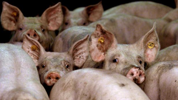 Fire danskere står bag selskabet Scandinavian Farms Invest, der nu er gået konkurs i Kina. Arkivfoto: Olivier Hoslet/Reuters/Ritzau Scanpix