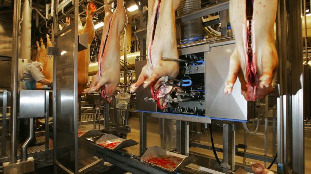 Danish Crown forsøger at begrænse tilførslerne af slagtesvin for at beskytte sine trofaste leverandører. Arkivfoto: Henning Bagger/Ritzau Scanpix