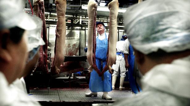 Tirsdag præsenterer regeringen sit udspil til tidlig folkepension på Danish Crown-slagteriet. Arkivfoto: Ditte Valente/Ritzau Scanpix