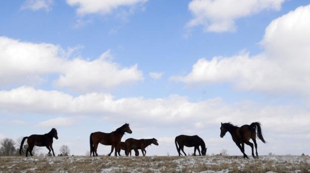 Blandt konkursramte Bernard Tews aktiver er en farm på 44 tønder land i Kentucky og flere fuldblodsheste. Hestene på billedet er fra en anden farm i samme stat. Arkivfoto: John Sommers II/Ritzau Scanpix