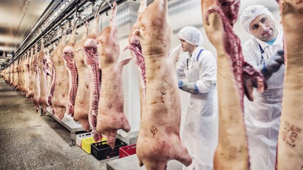 Prisen pr. kilo grisekød er faldt 25 pct. på bare godt et par måneder. Danish Crowns indtjening er trykket – og det rammer landmændene, der er ejere og leverandører. Arkivfoto: Ritzau Scanpix