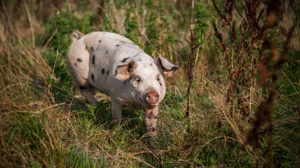 Vestre Landsret skal afgøre, om Danish Crowns kampagne “klimakontrolleret gris” er vildledende. Arkivfoto: Kasper Palsnov/Ritzau Scanpix