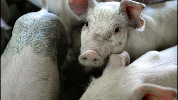 Griselandmændene får slet ikke en betaling, der dækker omkostningerne til især energi og foder, i alt får de 4 mia. kr. for lidt. For en typisk slagtesvineproducent, der årligt sender 10.000 dyr til slagtning, er det over 2 mio. kr. Arkivfoto: Henning Bagger/Scanpix