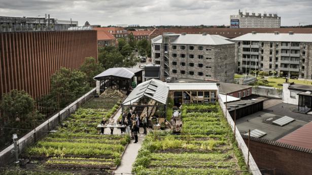 Taghaver er et nemt og hurtigt grønt frirum for medarbejdere, der også vil kunne ses på bundlinjen. Arkivfoto: Asger Ladefoged/Ritzau Scanpix