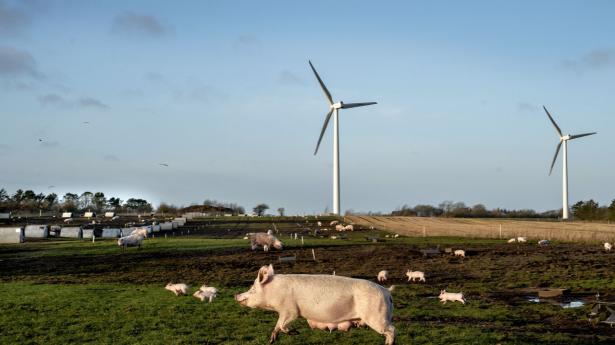 Mere flæsk og flere mælkeprodukter er ikke fremtiden for dansk landbrug. Arkivfoto: Keld Navntoft/Ritzau Scanpix