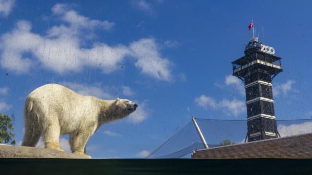 Isbjørnene i ZOO på Frederiksberg må vente lidt endnu med at få menneskebesøg. 
Arkivfoto: Thomas Rousing/Ritzau Scanpix