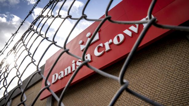 Danish Crown er hårdt ramt og kan ikke betale sine ejere og leverandører lige så godt som de europæiske konkurrenter. Derfor skæres der nu ned. Arkivfoto: Mads Claus Rasmussen/Ritzau Scanpix