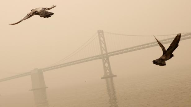 Det nordlige Californien blev særligt hærget af skovbrande i 2020, hvilket udløste en debat om, hvorvidt det var klimaforandringer eller dårlig skovdrift, der udløste tab af menneskeliv og værdier for milliarder. Arkivfoto: Stephen Lam/Reuters/Ritzau Scanpix