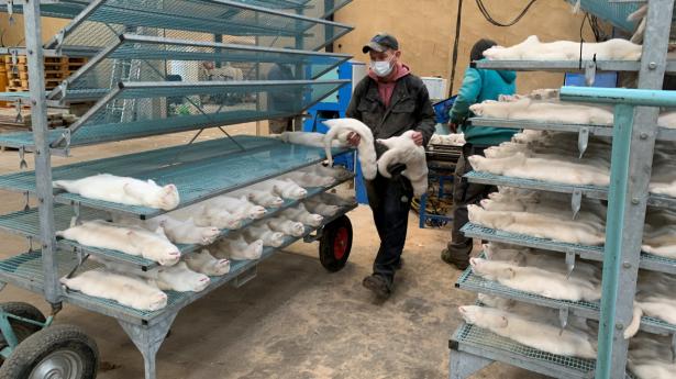 Beslutningen om at lukke minkerhvervet er skelsættende Foto: Jacob Gronholt-Pedersen/Reuters/Ritzau Scanpix
