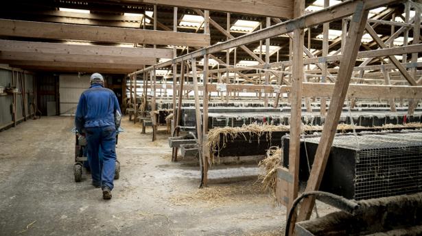 Mink aflives på en minkfarm nær Næstved. Foto: Mads Claus Rasmussen/Ritzau Scanpix