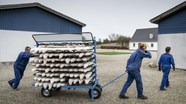 I Nordjylland var 29 pct. af de beskæftigede i minkerhvervet smittet med corona. Det viser en SSI-udgivelse. Arkivfoto: Mads Claus Rasmussen/Ritzau Scanpix
