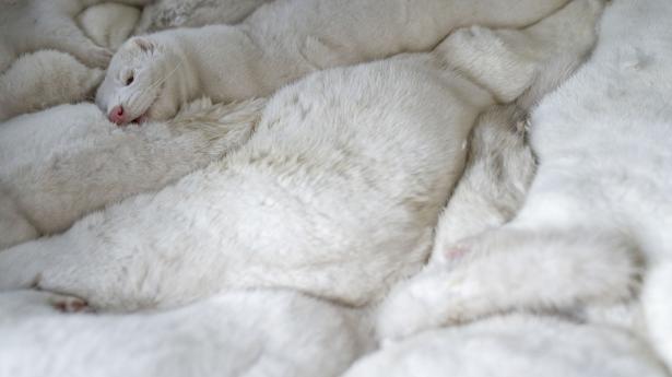 Disse mink blev aflivet i fredags på en gård ved Næstved. Foto: Mads Claus Rasmussen/Ritzau Scanpix