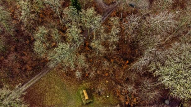 Dødt ved i skovene er med til at holde skovene sunde og dermed bedre til at optage og lagre CO2. 
Arkivfoto: Mads Claus Rasmussen/Ritzau Scanpix