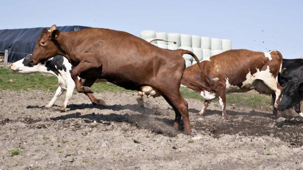 Økologiske køer der boltrer sig på Ny Lundgård ved Tjele.
Arkivoto: Henning Bagger/Ritzau Scanpix