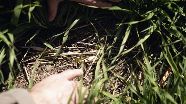 Planter kan være en kilde til at optage CO2 i jorden, men eksperter er uenige om, hvor stor effekten er. Derfor kan det være problematisk at sælge klimakreditter fra landbruget, lyder det. Arkivfoto: Walther Bølge