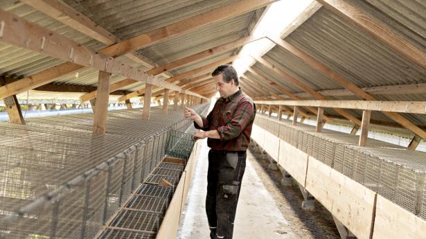 For Erik Westergaard er det absolut sidste frist for at købe nye avlsdyr til sin tomme farm, hvis han vælger at investere i minkavl igen efter aflivningen sidste år. Foto: Cathrine Ertmann