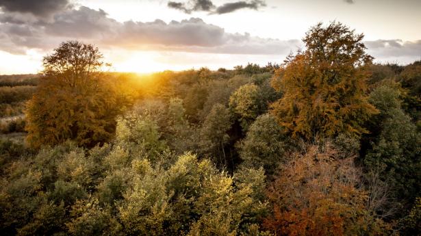 Sampension ejer i dag skov svarende til et areal på størrelse med Lolland-Falster. Foto: Mads Claus Rasmussen/Ritzau Scanpix