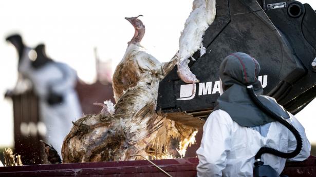 Fødevarestyrelsen og Beredskabsstyrelsen måtte igen lige før jul på en fugleinfluenzaramt farm aflive tusinder af kalkuner og sende dem til destruktion. Denne gang på Lolland. Her er et billede fra et udbrud for meget tæt ved et år siden på Vestsjælland. Arkivfoto: Mads Claus Rasmussen/Ritzau Scanpix