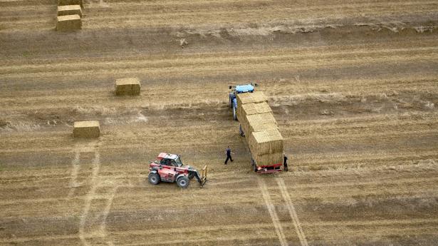 Ifølge Seges Innovation kan vi allerede i 2030 komme langt med kendte teknologier. Vi kan reducere klimaaftrykket fra fødevareproduktionen med mellem 6,7 og 9,3 mio. tons CO2. Arkivfoto: Niels Ahlmann Olesen/Ritzau Scanpix