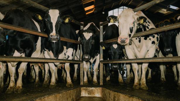 Dansk Industri går ud fra, at landbruget når betydelige CO2-reduktioner i 2030. Arkivfoto: Rune Øe/Ritzau Scanpix