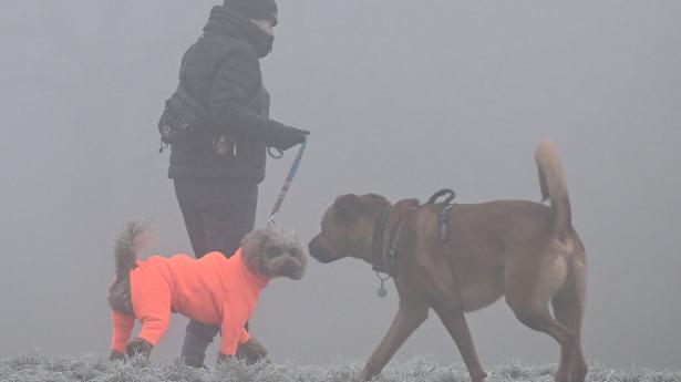 Hundekoldt på Primrose Hill i det nordlige London, hvor priserne på el og gas gør dybt ondt på hundredtusinder af briter. Foto: Justin Tallis/AFP/Ritzau Scanpix