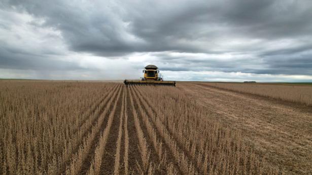 31 March 2023, Brazil, Santa Maria: Soy is harvested in the south of the country. Photo: Evandro Rigon/dpa