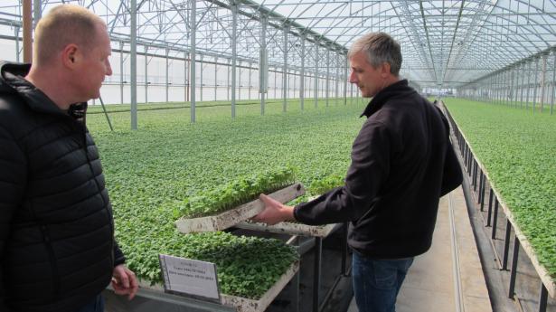 Hvis det lykkes at få de spæde tomatplanter ud på minefrie marker, har Oleksiy Sypkos (t.v.) og hans driftschef mulighed for at høste 30.000 ton tomater alene fra dette drivhus. Foto: Hakon Redder
