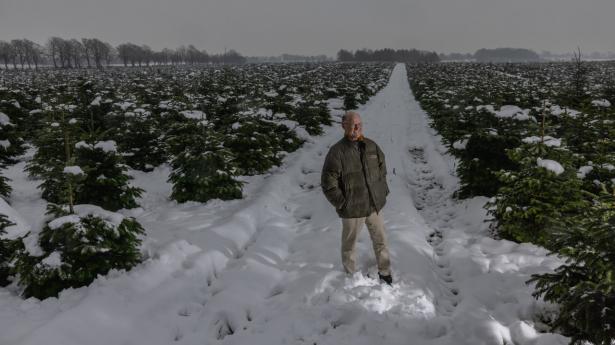 “Juletræer opsuger enorme mængder CO2. Her på ejendomme har juletræerne opsuget, hvad der svarer til 24.000 bilers udstødning på et år,” fortæller godsejer og juletræsproducent Bernt Johan Collet. Foto: Simon Fals