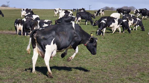 Banker skal være opmærksomme: Klimaafgift kan presse landbrugskunder