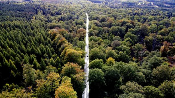Skoven Reinhardswald i Hessen er blevet centrum i et ophedet slag om vindkraft. Foto: Arkivfoto: Swen Pf'rtner/AP/Ritzau Scanpix