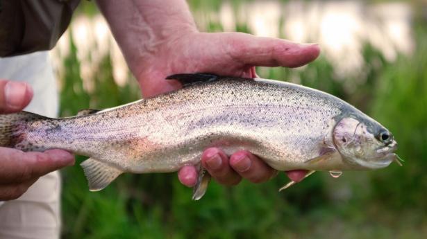 En af de udsatte regnbueørreder ved kalkstrømmen Gacka i Kroatien har taget fluen.