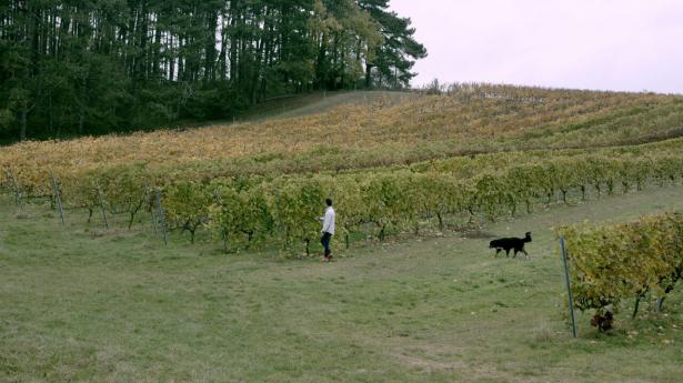 Jacob Bruun-Jensen er hjemvendt efter mange år i Californien for at lave vin her på markerne nær Kalundborg. Foto: Sigrid Ellesøe