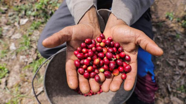 Kaffe kan nu også være en raffineret sanseoplevelse, og entusiaster og baristaer ligesom sommelier bruger ord som krop, viskositet, smagsnoter og eftersmag til at beskrive kaffen. 