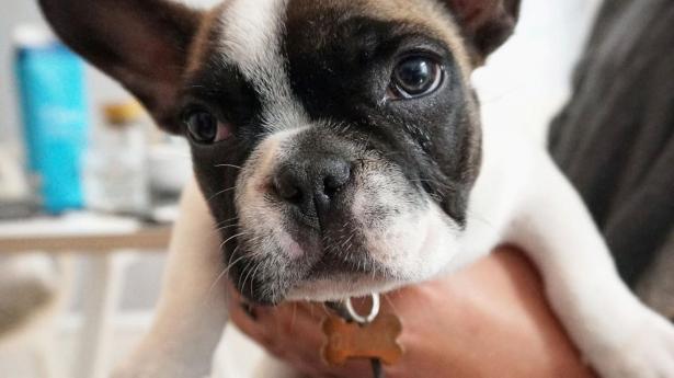 Find den perfekte hund til salg i København - En guide for ansvarlige hundeejere