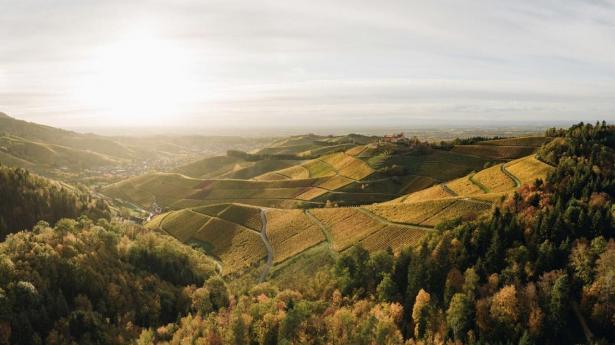 ©Black Forest Collective