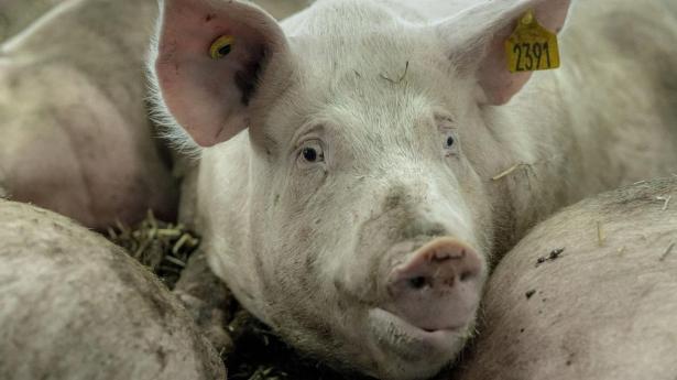 Svineformand: Kritik fra vagthund bør ikke føre til flere bøder