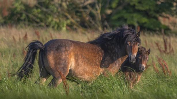 Rewilding deler vandene – på dette gods er den blevet en attraktion