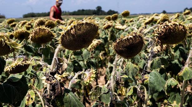 Ekspert: Ekstrem varm sommer kan få store økonomiske konsekvenser i Europa