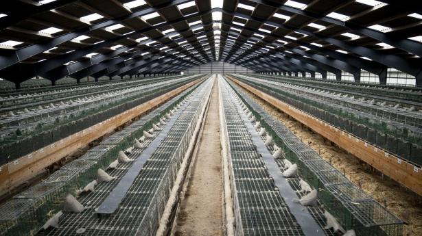 Sidste minkavlere må vente til 2028 for at få erstatningssag afgjort