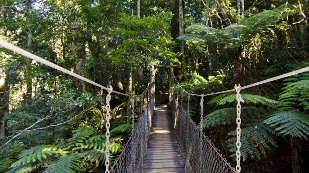 Foto: O'Reilly's Rainforest Retreat