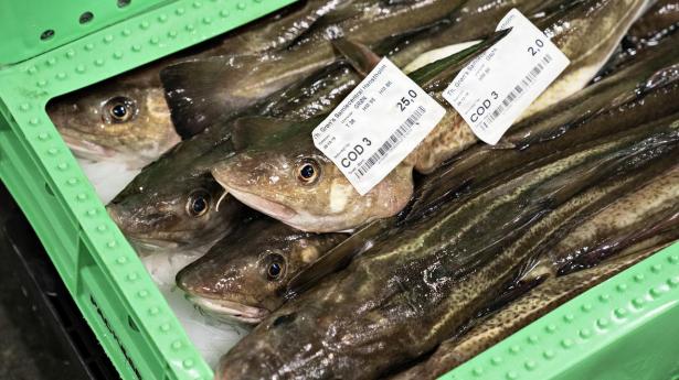 EU-aftale vil opretholde forbud mod at lystfiskere fanger torsk